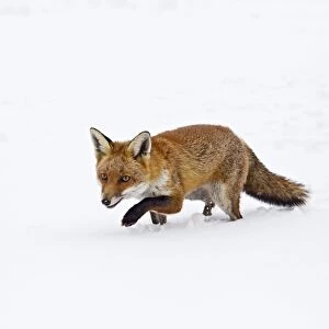 Red Fox - stalking in snow - controlled conditions 15437