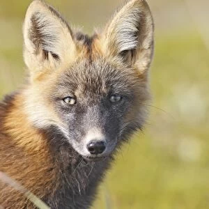 Red Fox - young - dark phase