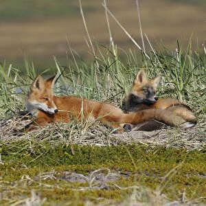 Red Fox - young - dark phase and regular phase - Seward Peninsula - Alaska