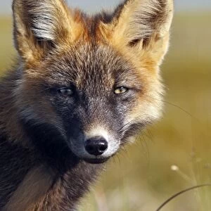 Red Fox - young - dark phase - Seward Peninsula - Alaska