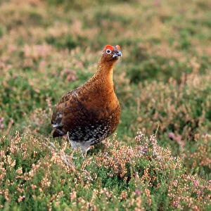 Red Grouse - male