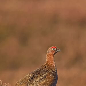 Red Grouse - standing amongst the heather in early morning sunshine - February - Scotland - UK