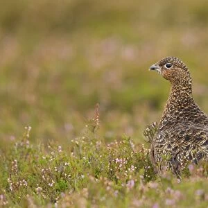 Red Grouse - walking through heather - Female - August - Grinton - Yorkshire Dales - England
