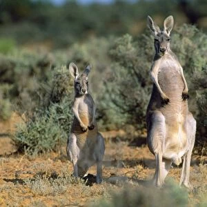 Red Kangaroo - female & joey Kinchega National Park, New South Wales, Australia