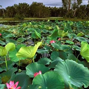 Red Lotus - Surrounded by Paperbark trees (Melaleuca sp. ) - Kakadu National Park (World Heritage Area) - Northern Territory - Australia JPF50930