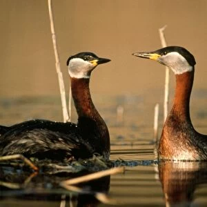 Red-necked Grebe - courtship display