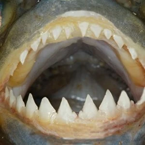 Red / Red-Bellied Piranha - mouth wide open showing teeth - Venezuela