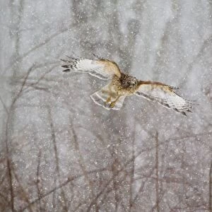Red-shouldered Hawk - adult in flight during snow storm. Connecticut in February