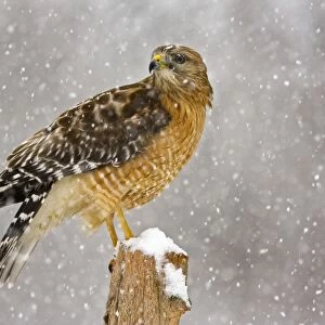 Red-shouldered Hawk - adult in snow storm. Connecticut in February