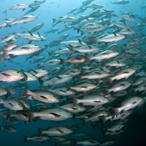 Red Snapper - school - Red Sea