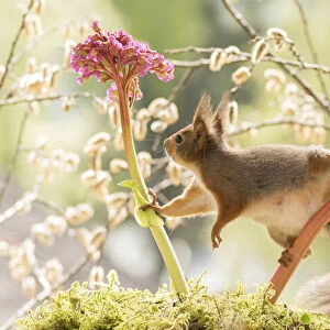 red squirrel and bullfinch stand with Bergenia flowers