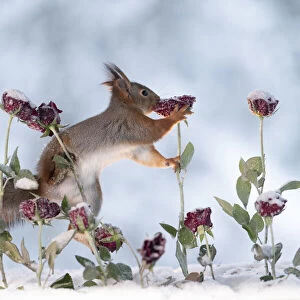 Red squirrel climbing in roses with ice