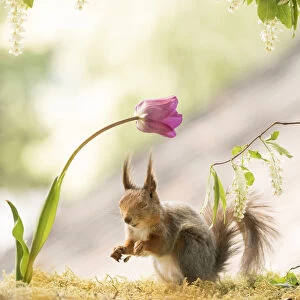 Red Squirrel with closed eyes stand under a tulip