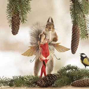 Red Squirrel is holding on to a fairy a great tit is watching