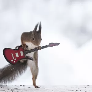 red squirrel holding a guitar