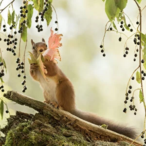 Red Squirrel holding a leaf