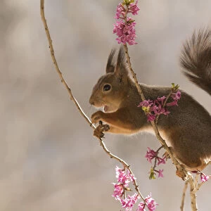 Red Squirrel stand between daphne flower branches