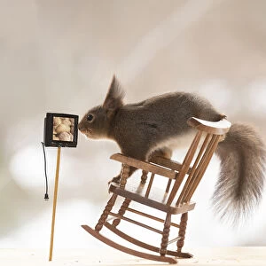 red squirrel stand on a rocking chair watching tv