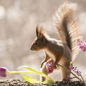 Red Squirrel standing with Daphne mezereum flower branches and a tulip