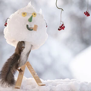Red squirrel standing inside a snowman mask on skies