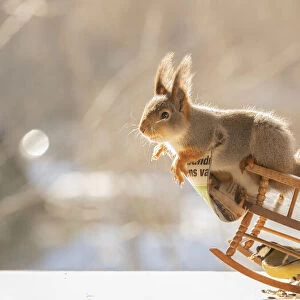 red squirrel is standing on a rocking chair with newspaper