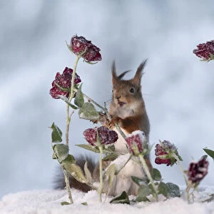 Red squirrel standing between roses
