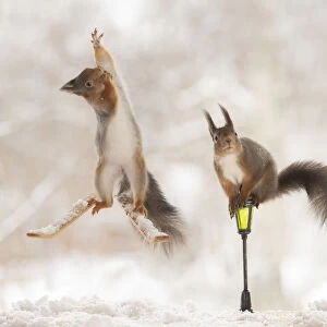 Red squirrel standing on skis reaching up