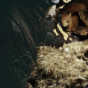 Red Squirrel UB 91 Pair in nest hole Sciurus vulgaris © Uno Berggren / ARDEA LONDON