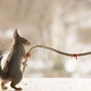 Red Squirrels are pulling a rope
