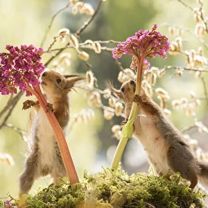 red squirrels stand between Bergenia flowers