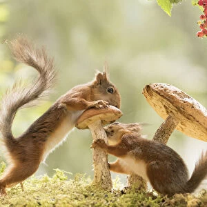 Red Squirrels stand with a mushroom