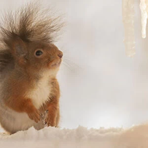 Red squirrels standing with icicles