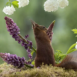 red squirrels standing with lupines and snowball bush