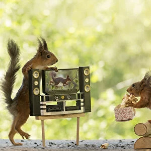 Red Squirrels with tv and popcorn