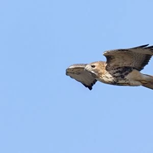 Red-tailed Hawk - adult in flight
