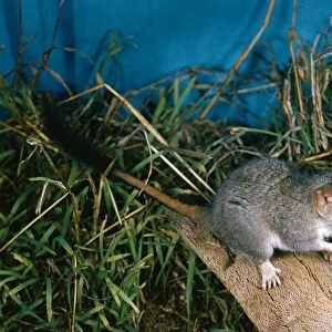 Red-tailed Phascogale Family: Dasyuridae Endemic to Western Australia