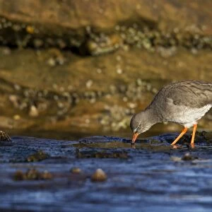 Redshank - searching rock pools for food - Burghead - Scotland - UK