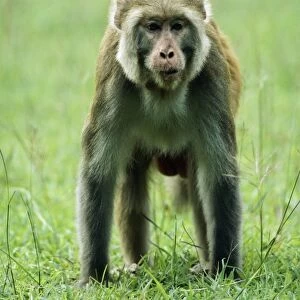 Rhesus Macaque Monkey JVG 2255 Male, India. Macaca mulatta © Joanna Van Gruisen / ardea. com