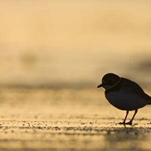 Ringed Plover Silhouette of bird in winter on sandy beach. Cleveland, UK