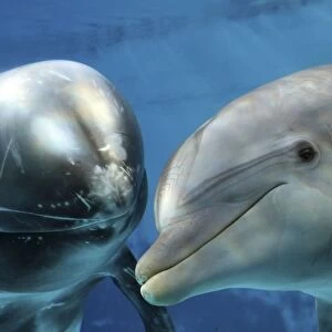 Risso's Dolphin - swimming underwater with a Bottlenose Dolphin (Tursiops truncatus)