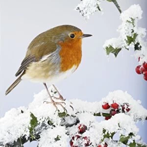 Robin - on snow covered holly - Bedfordshire - UK 006924