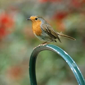 Robin On watering can