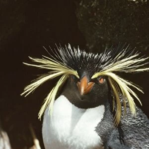 Rockhopper Penguin Gough Island