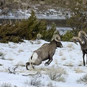 Rocky Mountain Bighorn Sheep - rams fighting / head butting during fall rut - in Autumn snow - Rocky Mountains - Wyoming - USA _E7C2497