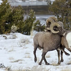 Rocky Mountain Bighorn Sheep - rams shoving and kicking one another in dominance display (this often leads to fighting / head butting) during fall rut - in Autumn snow - Rocky Mountains - Wyoming - USA _E7C2520