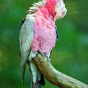 Rose-breasted Cockatoo / Galah - preening itself. Dortmund, Germany