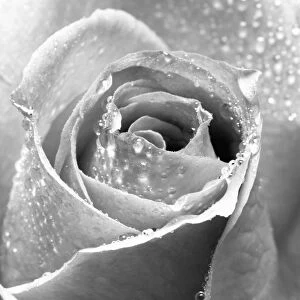 Rose Flower Close up Digital Manipulation: B&W
