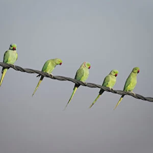 Rose-Ringed Parakeet - on cable Psittacula krameri Rajasthan India BI032144