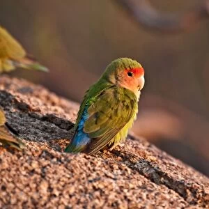 Rosyfaced lovebird - sitting on rock in early morning light - Namibia
