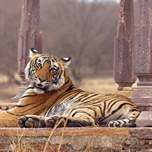 Royal Bengal / Indian Tiger at the cenotaph; Ranthambhor National Park, India